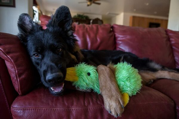Multipet Duckworth Plush Dog Toy 13" - Image 2
